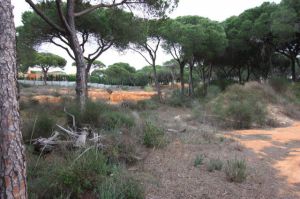 Land for sale in Quinta do Lago, Almancil, Vale do Lobo, Vilamoura, Quarteira - EMA12152